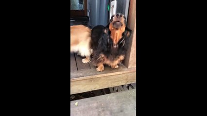 Doggy stops his buddy from constant barking