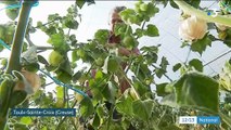 Agriculture : un producteur acclimate le physalis aux hivers creusois
