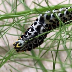 Caterpillar eating fennel