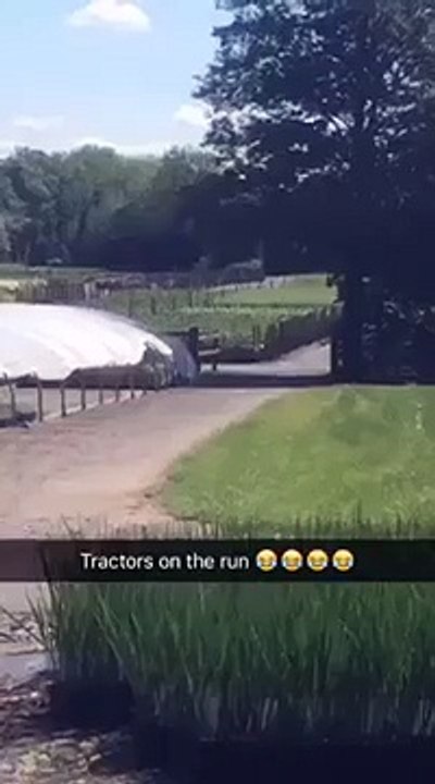 Chasing after the tractor at work