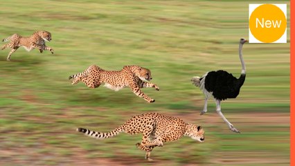 avestruz e guepardo duelo incansável