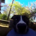 Cão rouba GoPro e capta imagens incríveis