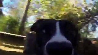 Cão rouba GoPro e capta imagens incríveis