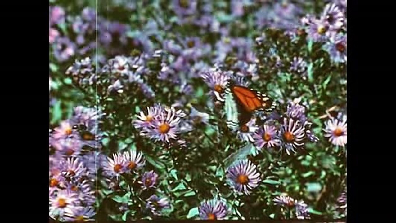 The Monarch Butterfly Story - Documentary