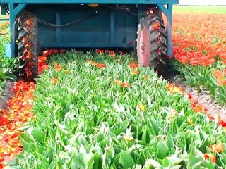 Regardez comment sont cultivées et ramassées les tulipes en hollande