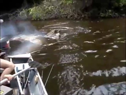 Ces pecheurs se font pourchasser par un anaconda