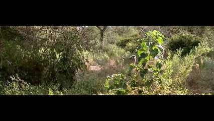 National Geographic - Eye of the Leopard Part 2