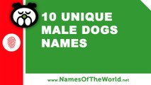 10 unique male dogs names -  the best pet names - www.namesoftheworld.net