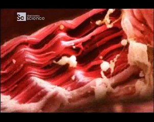 Insan Bedeni: Kusursuz Makine