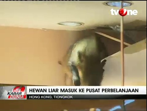 Babi Hutan Masuk Mall di Tiongkok, Sejumlah Pengunjung Panik
