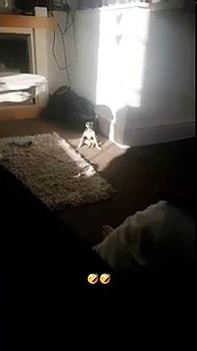 cute dog sits up weirdly