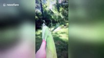 This puppy is absolutely terrified of corn