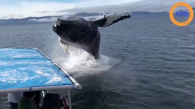 Une baleine bondit très près d'un bateau !