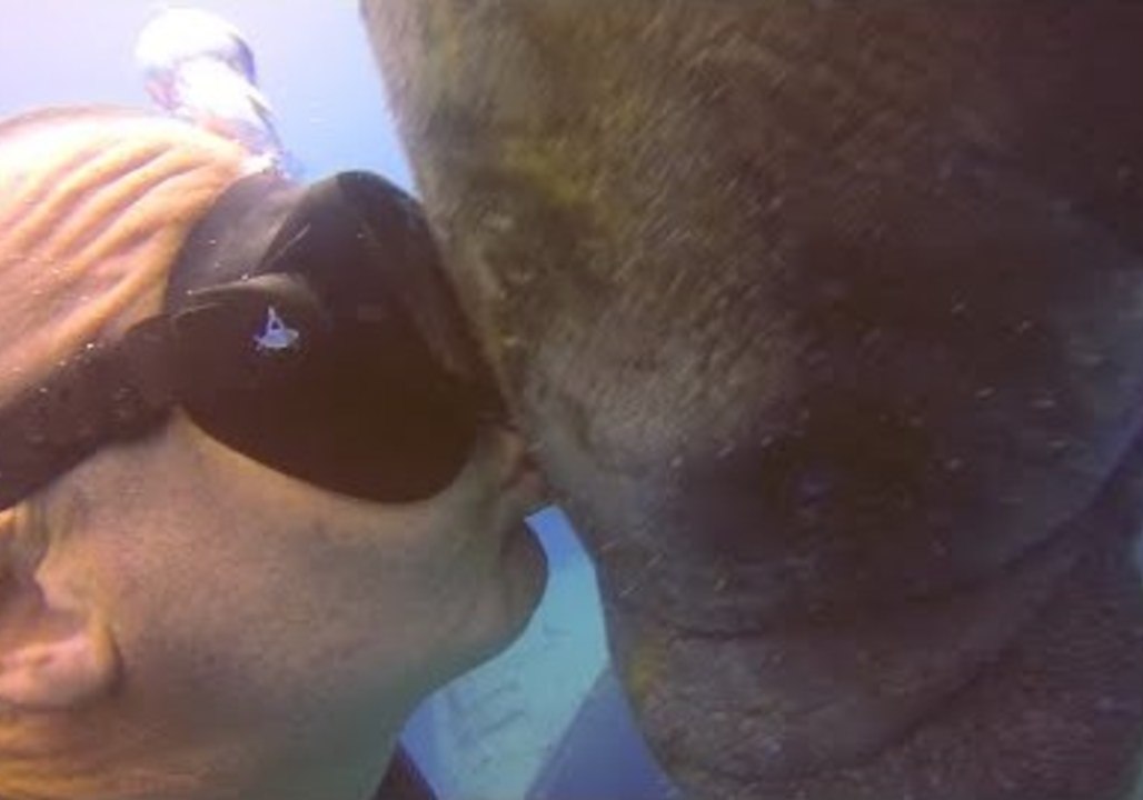 Sea Cow Smooch - Manatee Kisses Diving Instructor in the Dominican Republic
