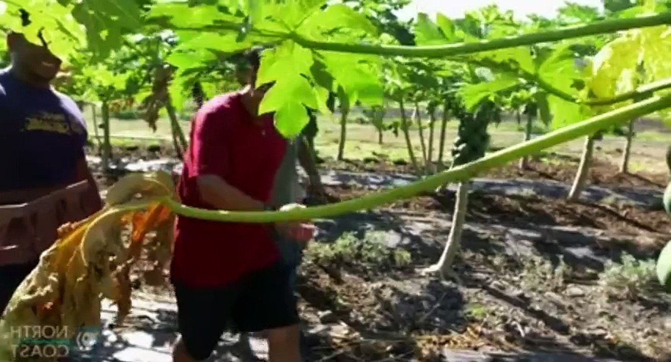 Simply Ming S14 - Ep19 Hawai'i – Ed Kenney HD Watch