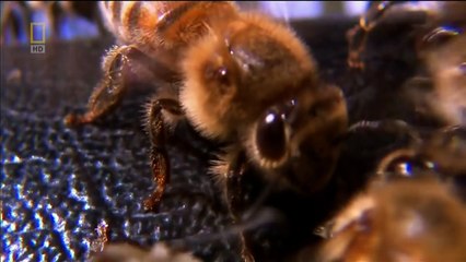 World's Deadliest Animals - North America