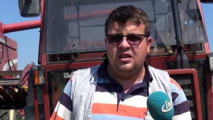 Trakya’nın “Sarı Gelin” Hasadı Havadan Görüntülendi