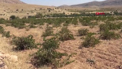 Mardin'de Bağ Bozumu Başladı