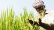 PM Modi किसानों के लिए जिस MSP को बढ़ाने की बात करते हैं जानिए कैसे इसे Calculate करते हैं |वनइंडिया