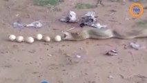 Un cobra qui a du mal à digérer régurgite un à un 9 œufs intacts qu’il venait d’avaler !