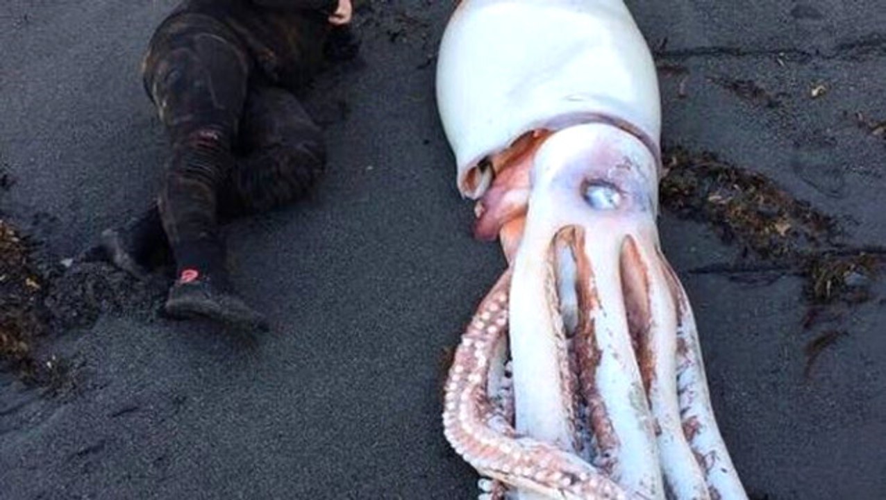 Okyanusa Dalan 3 Kardeşin Tuttuğu 4 Metrelik Devasa Kalamar Sosyal Medyayı Salladı