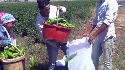 Muş'ta kapya biberinin hasadına başlandı