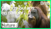 Les orangs-outans de Tapanuli sont en grand danger