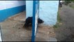 Bear cub rescued after getting head stuck in gate