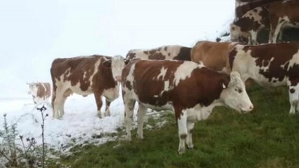 Αυστρία: Χιονοπτώσεις στην καρδιά του καλοκαιριού