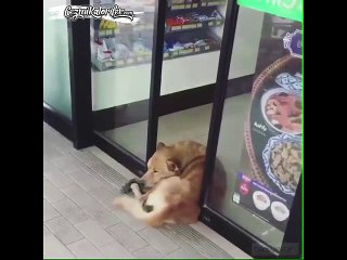 Boşvermişlik Seviyesini Arşa Çıkartan Köpek