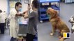 Chinese man demands hospital treat his dog