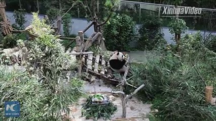 Two giant pandas that have returned from Japan and Spain respectively celebrated their birthday in a zoo in Southwest China's Guiyang. #pandamania