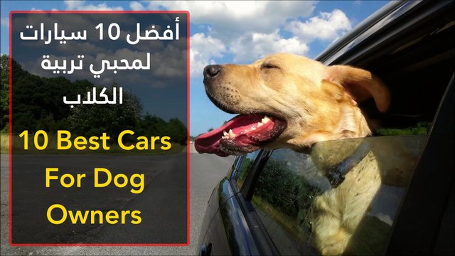 فيديو أفضل 10 سيارات لمحبي تربية الكلاب