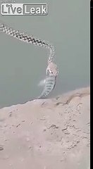Ce serpent avale un poisson entier pour son déjeuner !