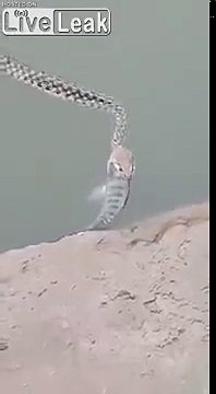 Ce serpent avale un poisson entier pour son déjeuner !