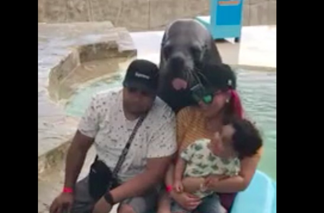 Cet éléphant de mer pose comme un mannequin pour la photo avec des touristes !