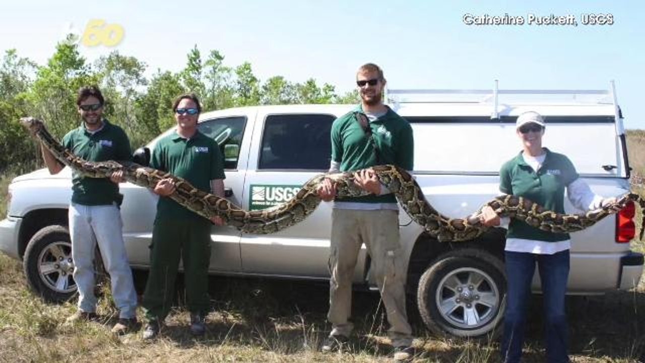 A New Super Snake Appears To Be Slithering Around The Everglades