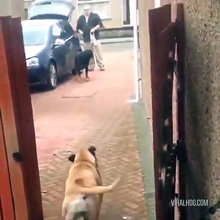 How do I get MY dog to do this?! #NationalDogDayHere’s a Definitive Ranking of the Best Grocery Stores in America: