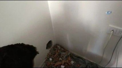 Bacaya Sıkışan Kuşu İtfaiye Ekipleri Kurtardı