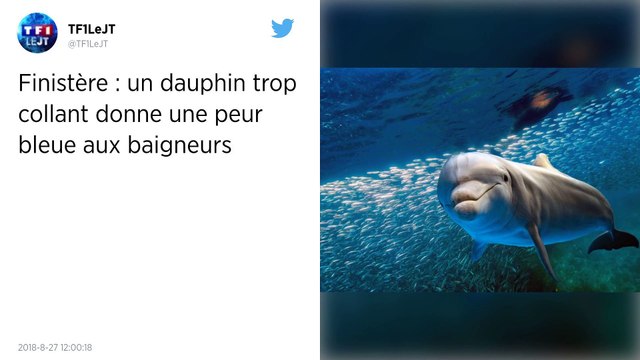 Finistère : un dauphin en rut apeure les baigneurs.