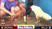 Đá gà Thomo mới nhất 2018 ngày 27/08/2018 - Video 2