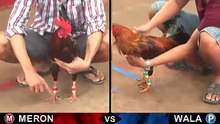 Đá gà Thomo mới nhất 2018 ngày 27/08/2018 - Video 9