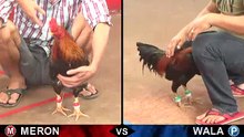 Đá gà Thomo mới nhất 2018 ngày 27/08/2018 - Video 6