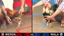 Đá gà Thomo mới nhất 2018 ngày 27/08/2018 - Video 8