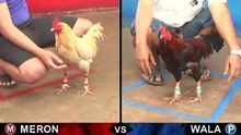 Đá gà Thomo mới nhất 2018 ngày 27/08/2018 - Video 10