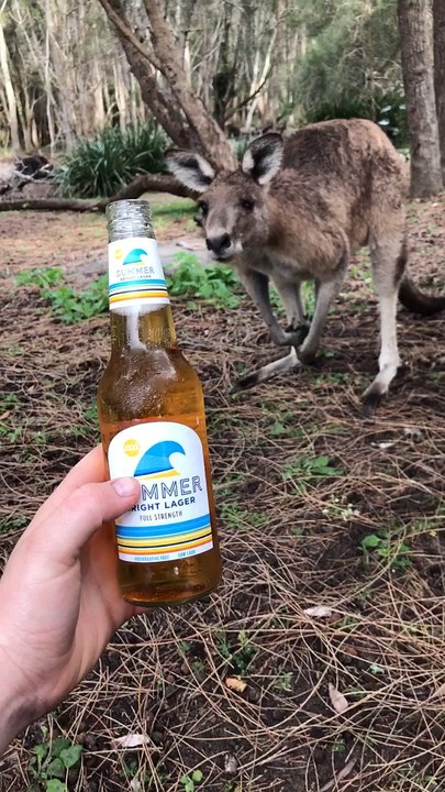 Making Friends with a Kangaroo