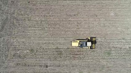 Trakya'da Ayçiçeği Hasadı Başladı