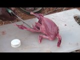 Quail (Kaadai)cleaning and cooking in nature stove  / STREET FOODS / VILLAGE FOOD FACTORY