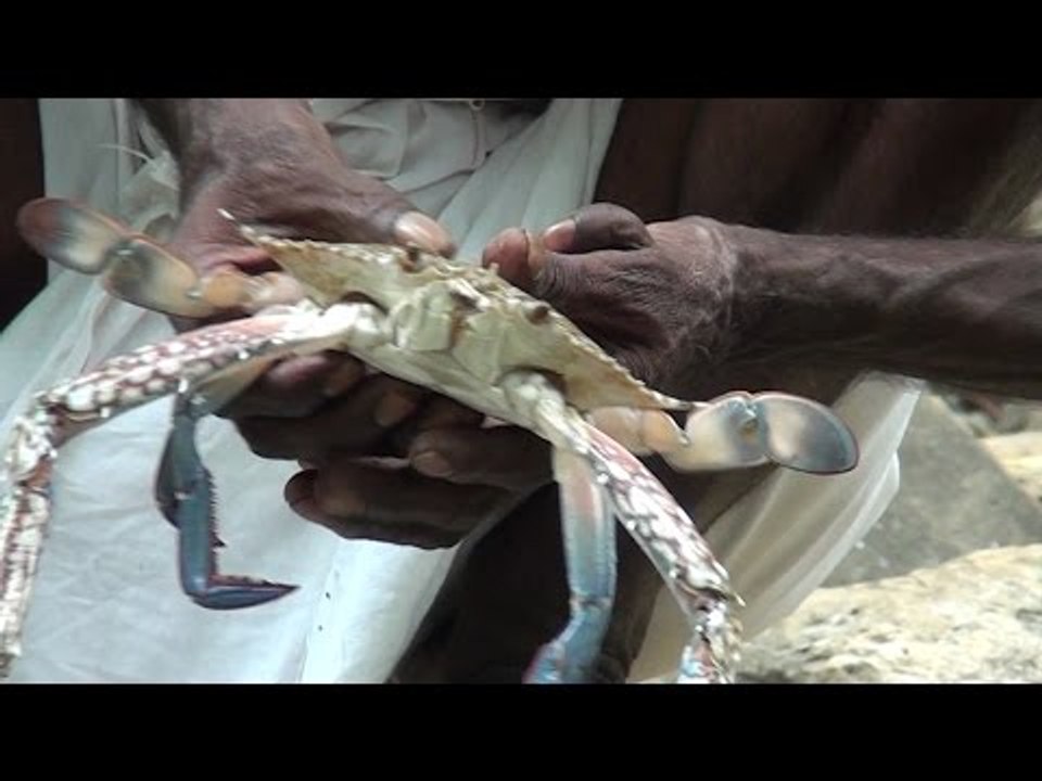 Crab cleaning and cooking in nature stove at nature place /crab  dry gravy / Village food factory