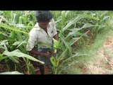 Farm fresh corn cooking in a open flame in my village / VILLAGE FOOD FACTORY